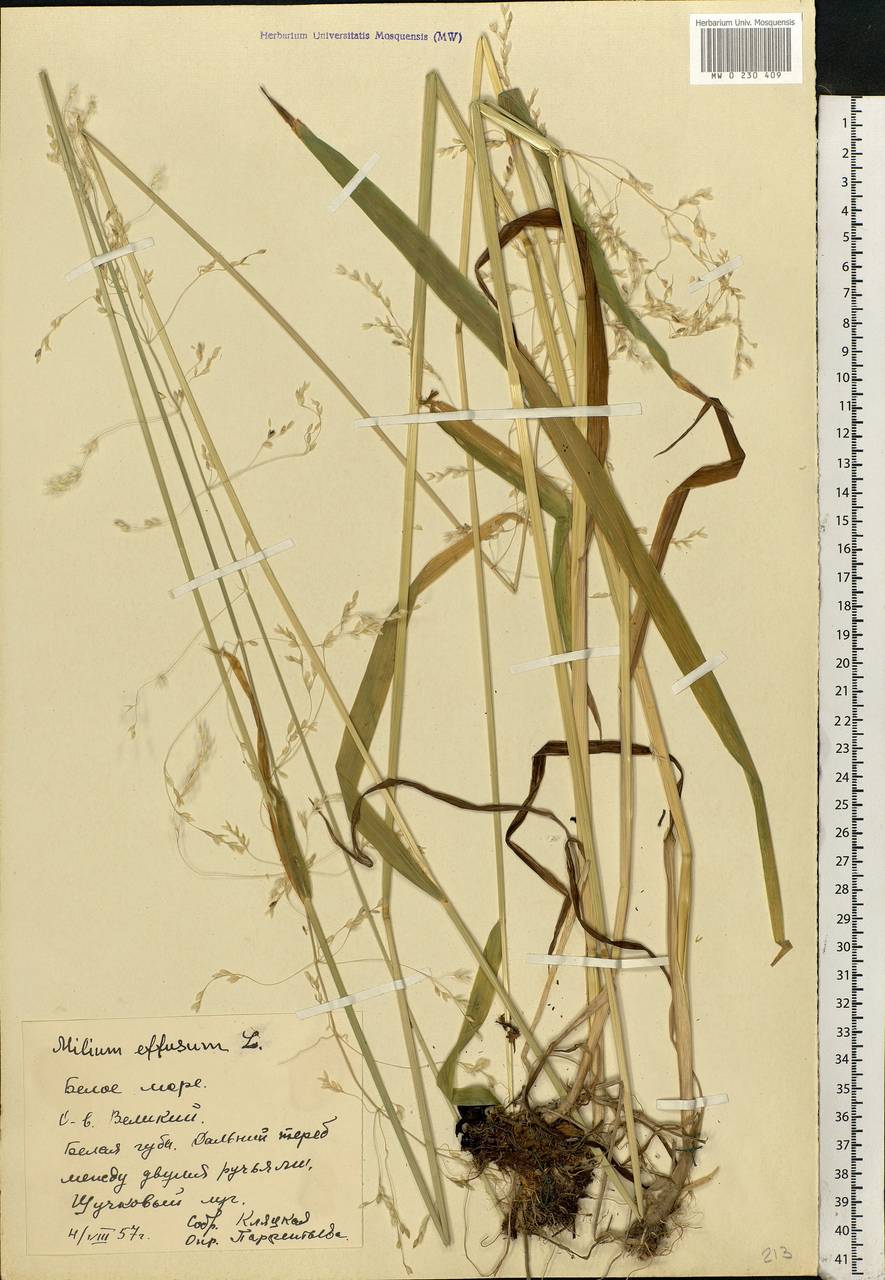 Milium effusum L., Eastern Europe, Northern region (E1) (Russia)
