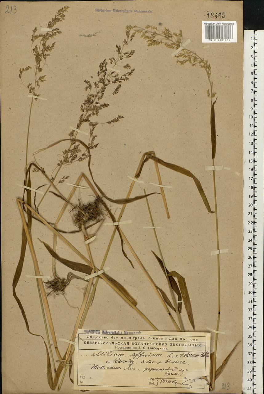 Milium effusum L., Eastern Europe, Northern region (E1) (Russia)