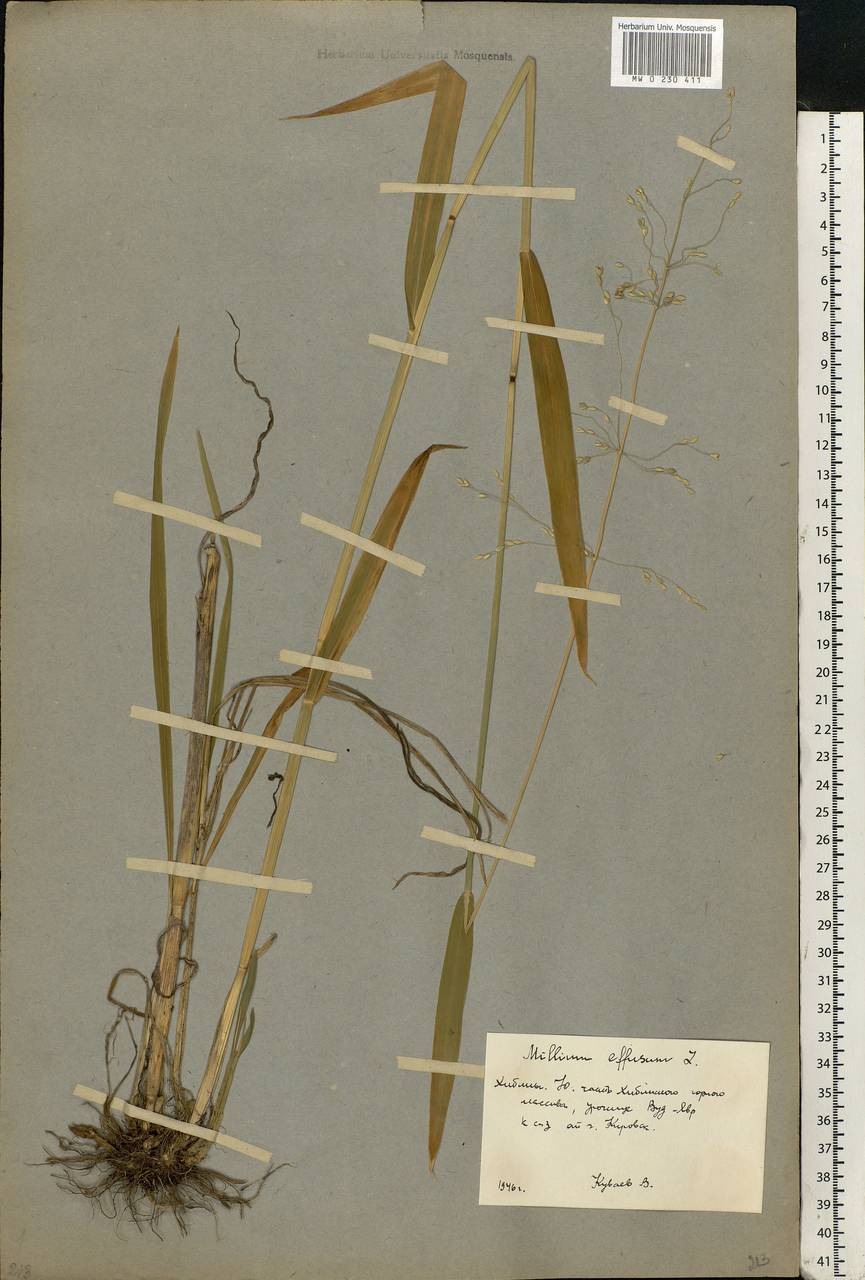 Milium effusum L., Eastern Europe, Northern region (E1) (Russia)