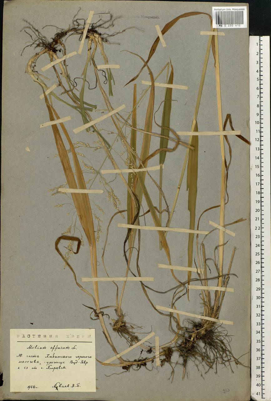 Milium effusum L., Eastern Europe, Northern region (E1) (Russia)