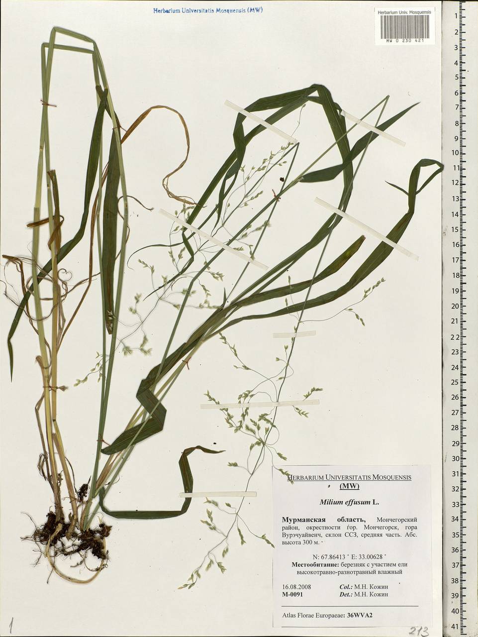 Milium effusum L., Eastern Europe, Northern region (E1) (Russia)