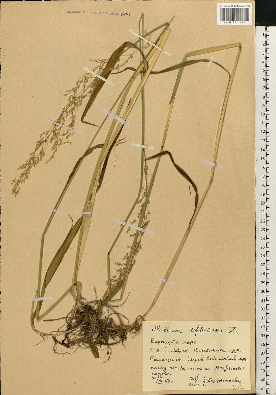 Milium effusum L., Eastern Europe, Northern region (E1) (Russia)