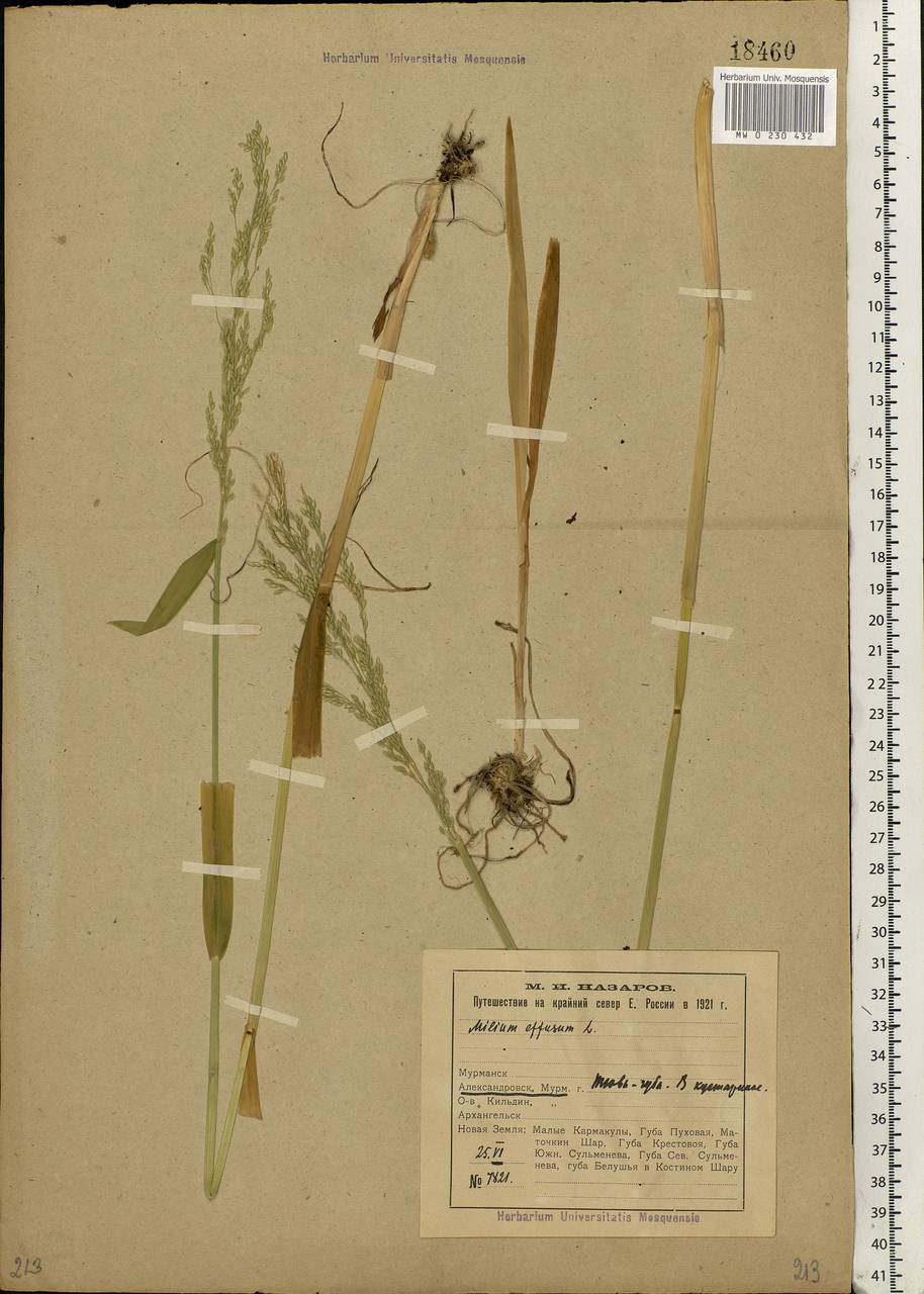 Milium effusum L., Eastern Europe, Northern region (E1) (Russia)