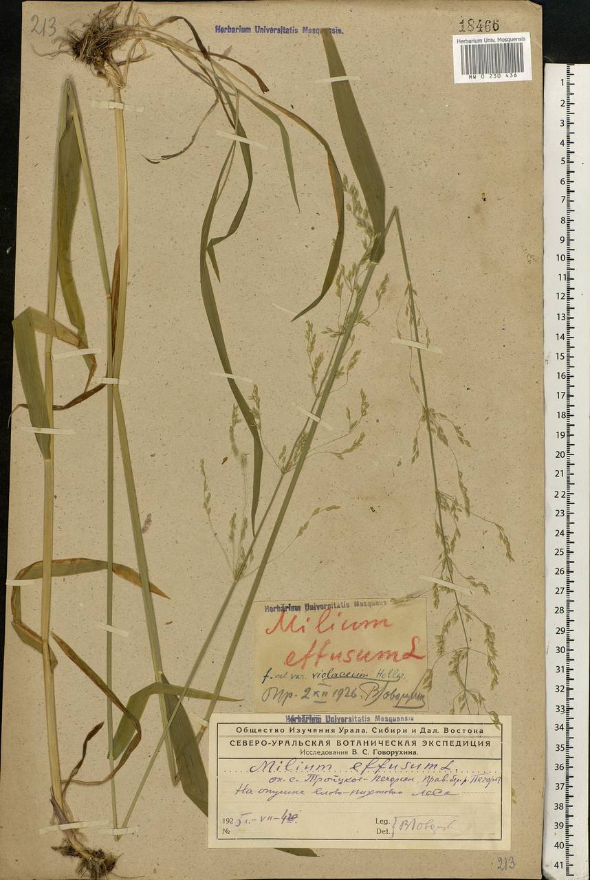 Milium effusum L., Eastern Europe, Northern region (E1) (Russia)