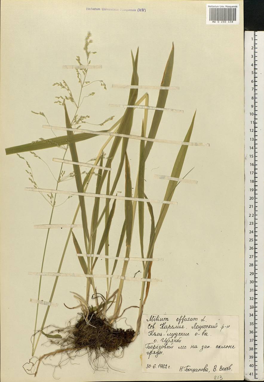 Milium effusum L., Eastern Europe, Northern region (E1) (Russia)