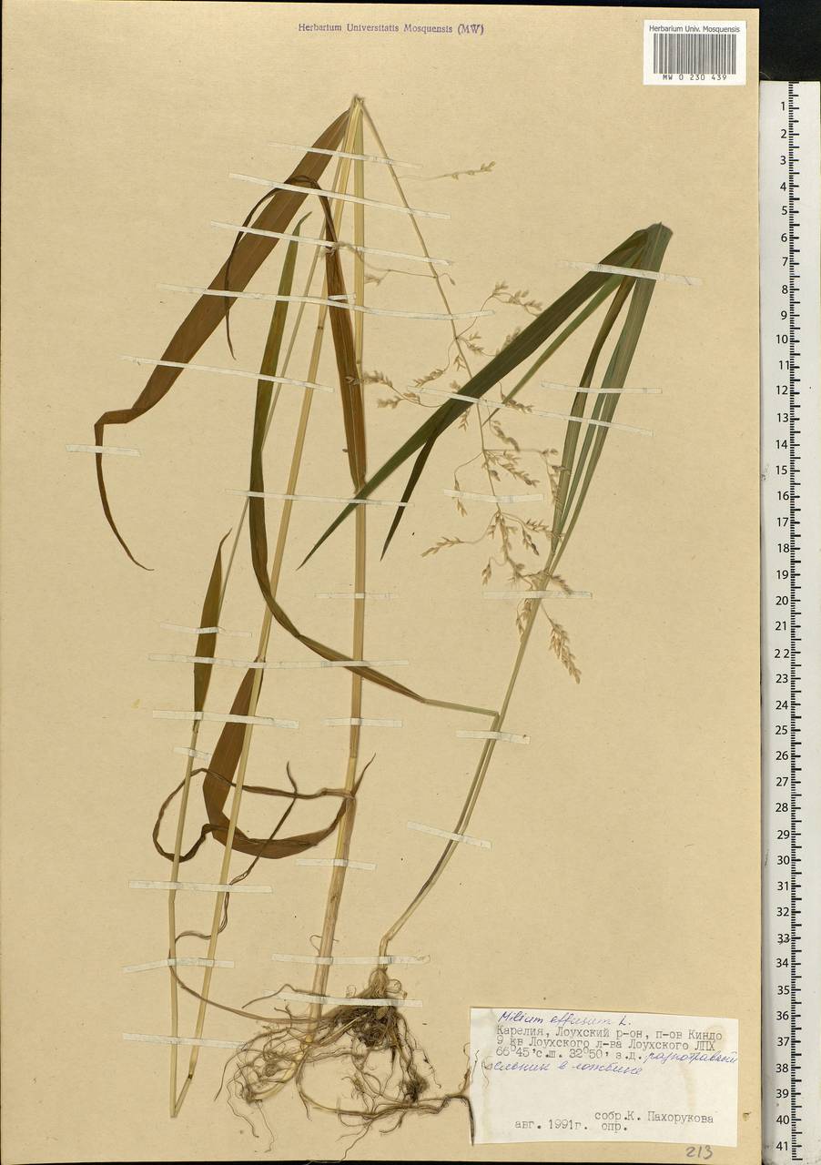 Milium effusum L., Eastern Europe, Northern region (E1) (Russia)