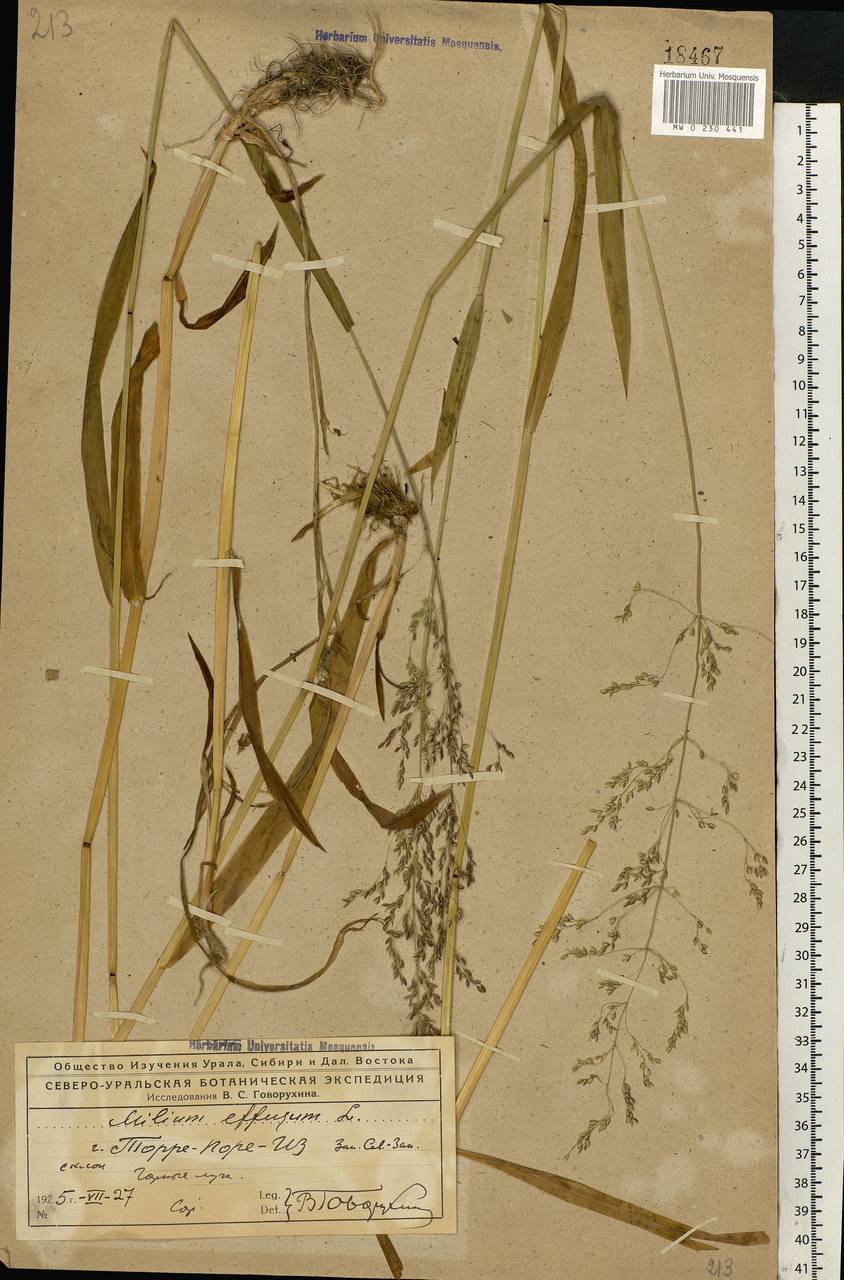 Milium effusum L., Eastern Europe, Northern region (E1) (Russia)