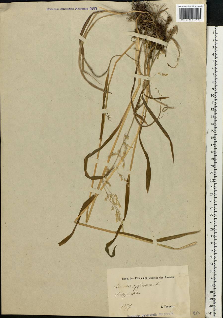 Milium effusum L., Eastern Europe, Estonia (E2c) (Estonia)