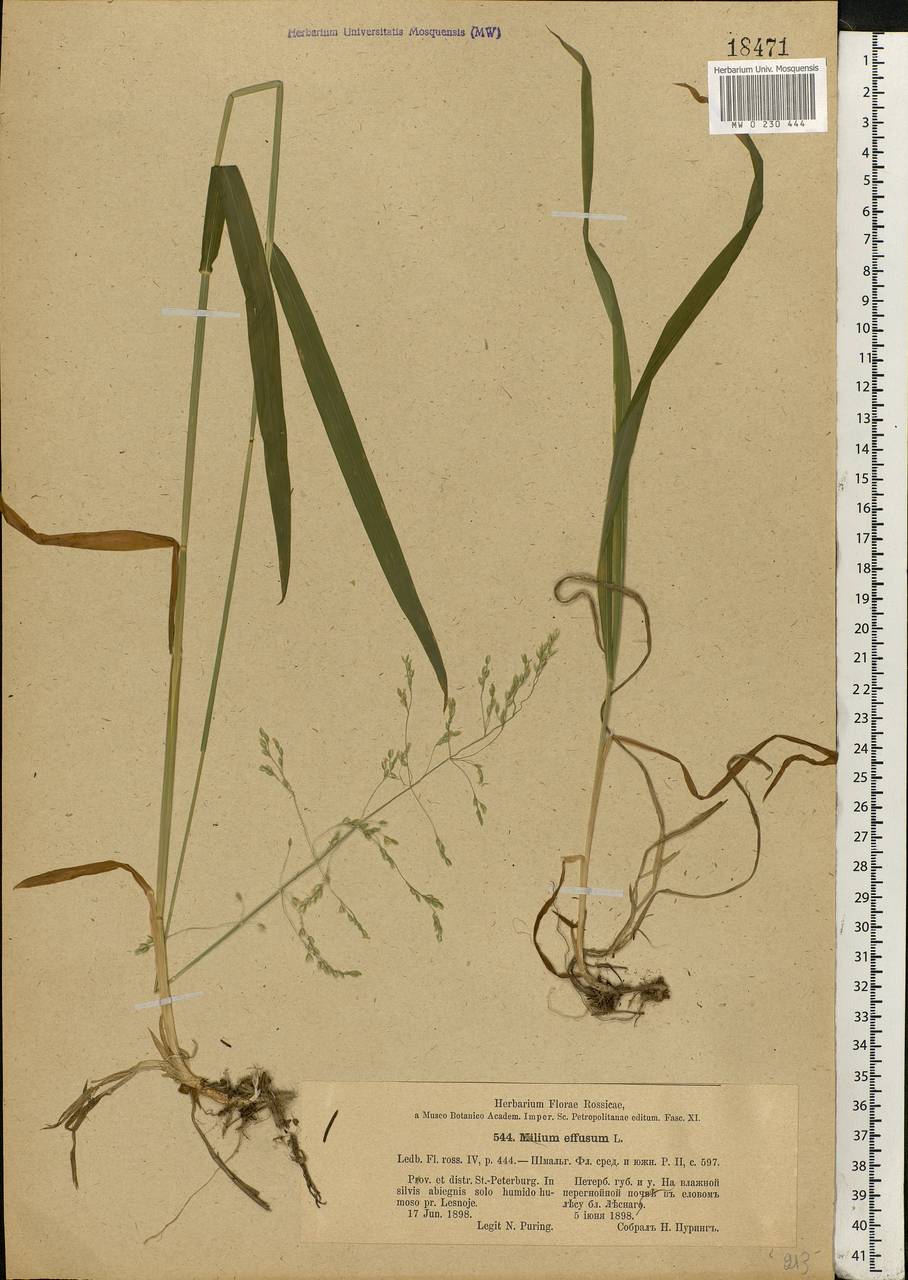 Milium effusum L., Eastern Europe, North-Western region (E2) (Russia)