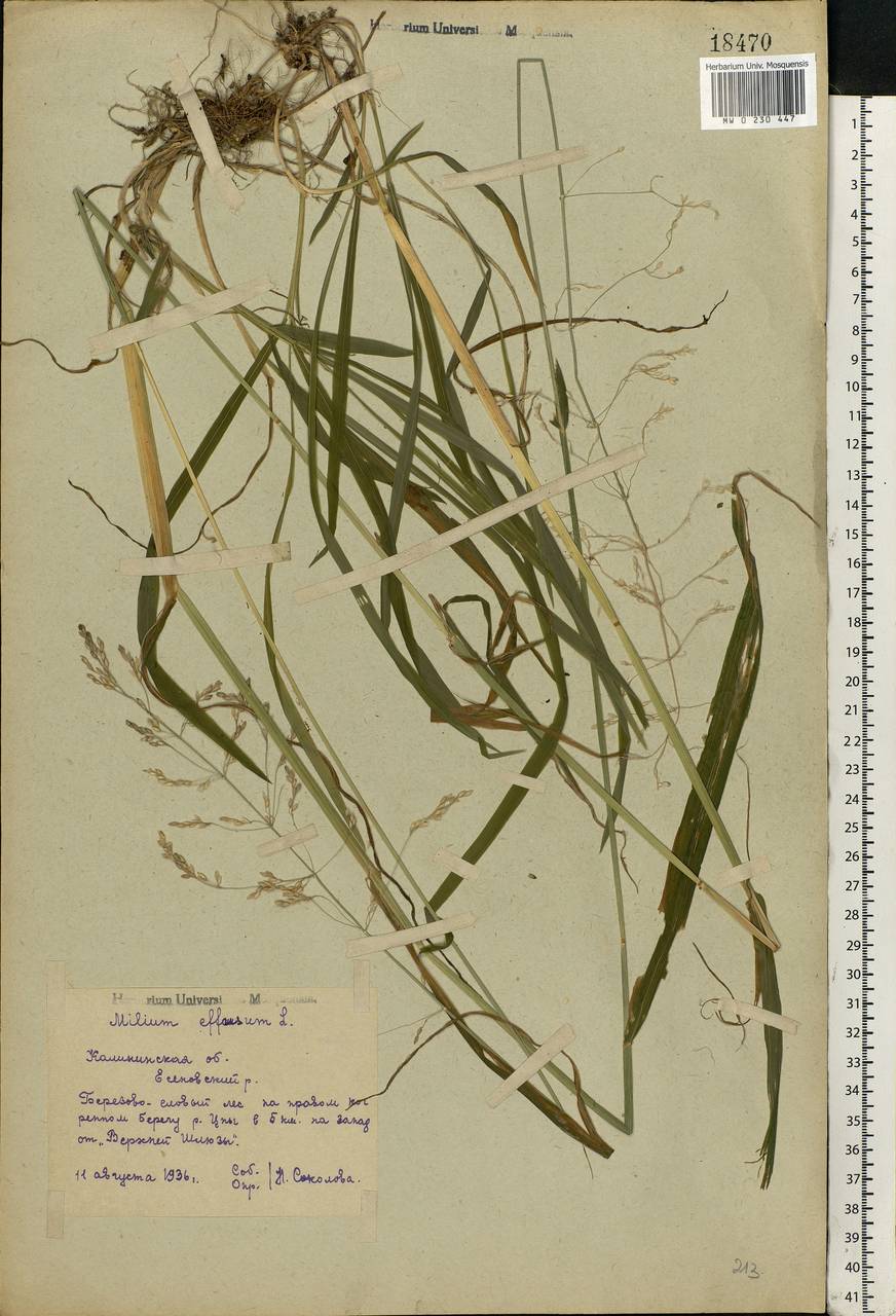 Milium effusum L., Eastern Europe, North-Western region (E2) (Russia)