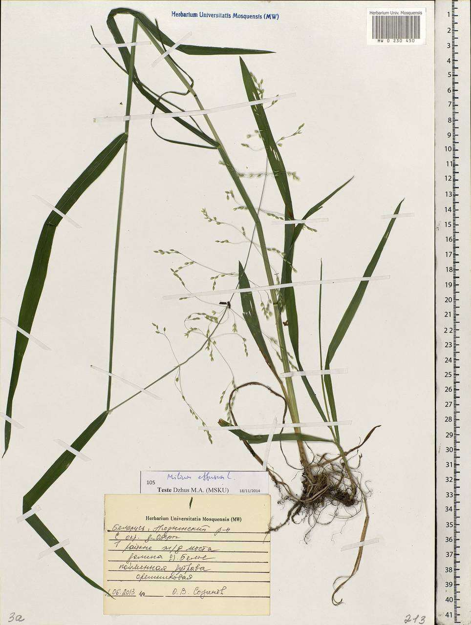 Milium effusum L., Eastern Europe, Belarus (E3a) (Belarus)