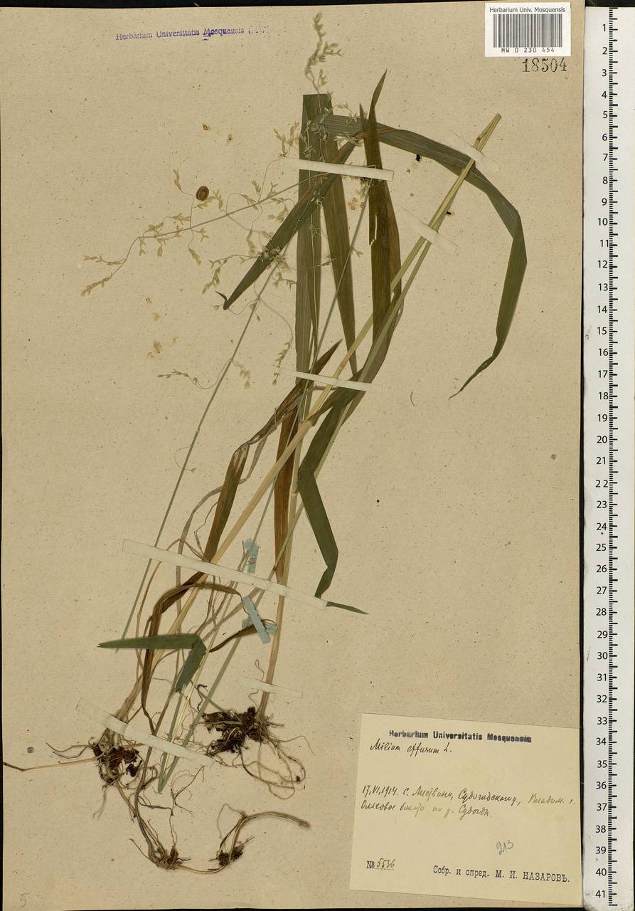 Milium effusum L., Eastern Europe, Central region (E4) (Russia)