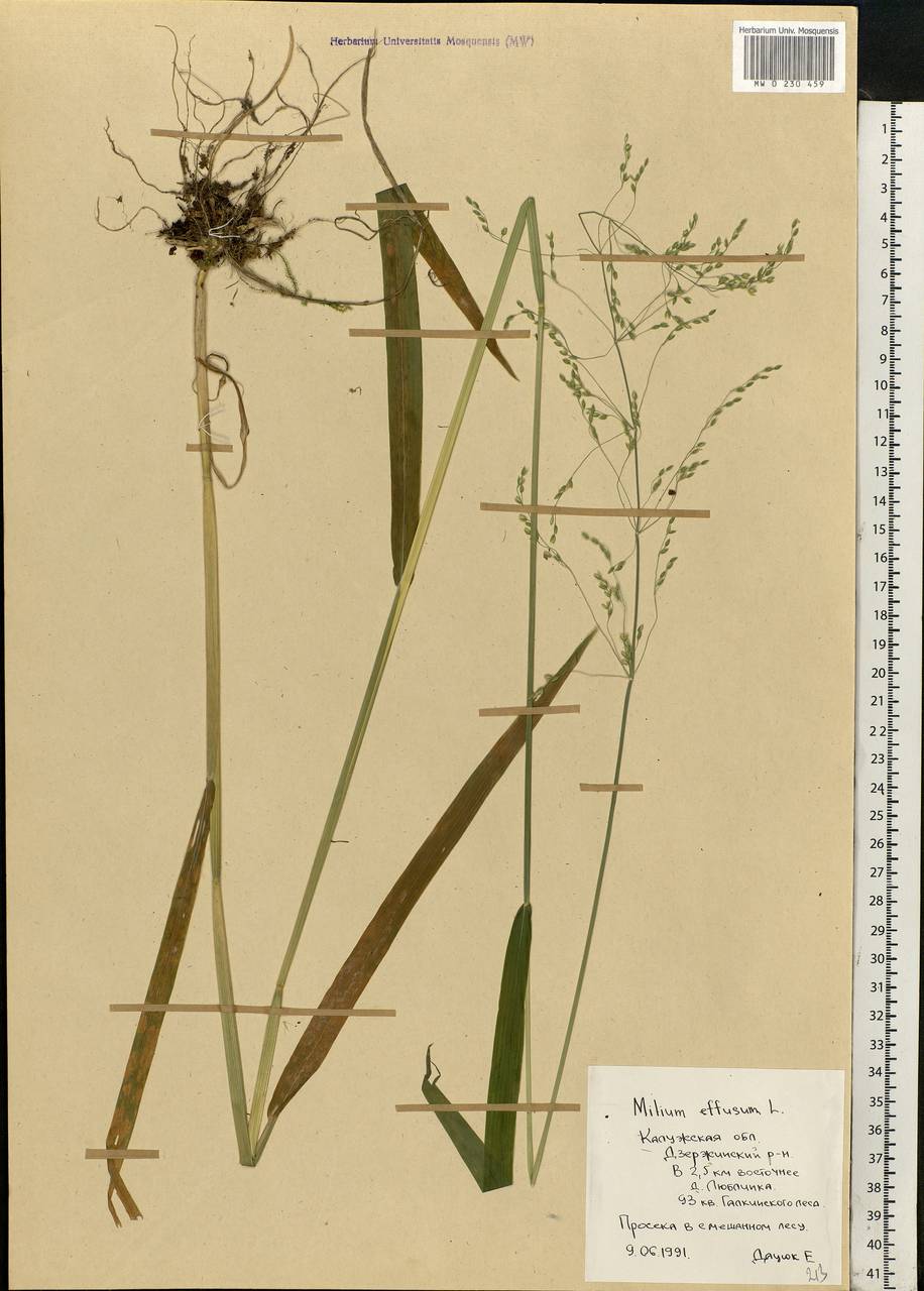 Milium effusum L., Eastern Europe, Central region (E4) (Russia)