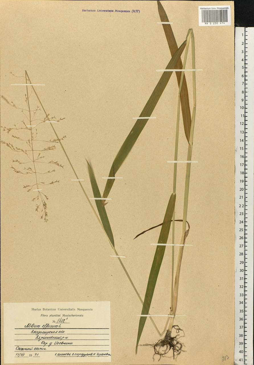 Milium effusum L., Eastern Europe, Central region (E4) (Russia)