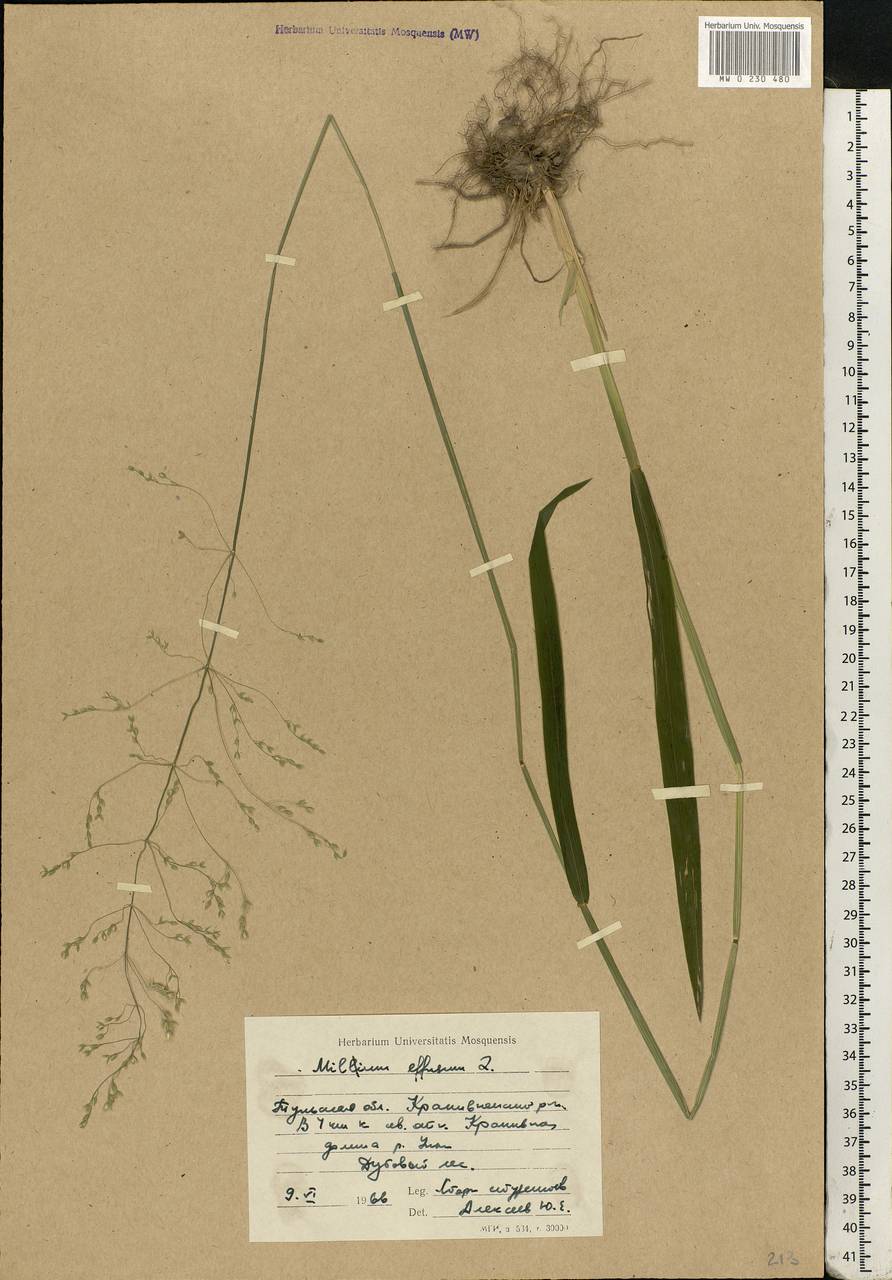 Milium effusum L., Eastern Europe, Central region (E4) (Russia)