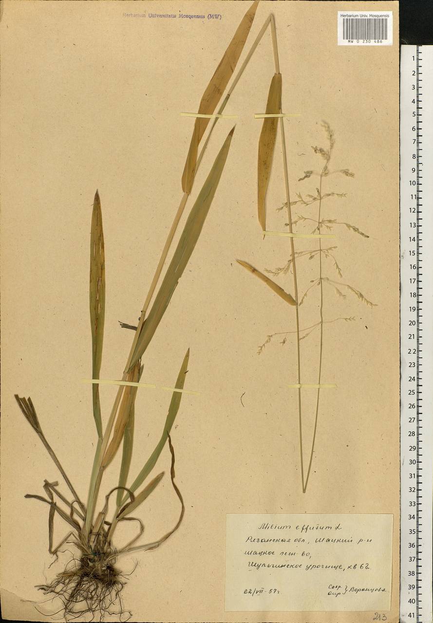 Milium effusum L., Eastern Europe, Central region (E4) (Russia)