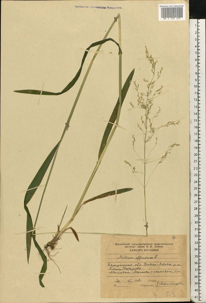 Milium effusum L., Eastern Europe, Central region (E4) (Russia)