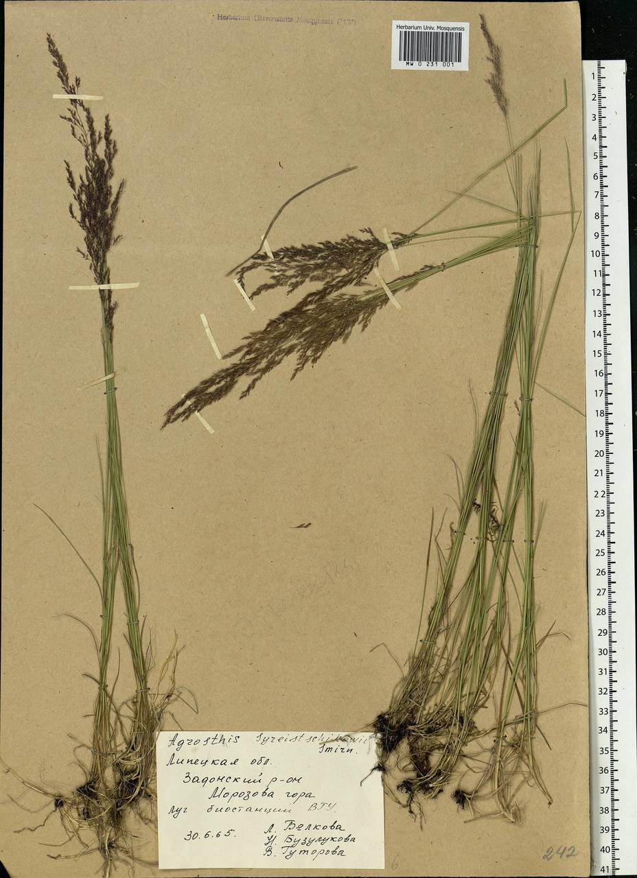 Agrostis vinealis Schreb., Eastern Europe, Central forest-and-steppe region (E6) (Russia)