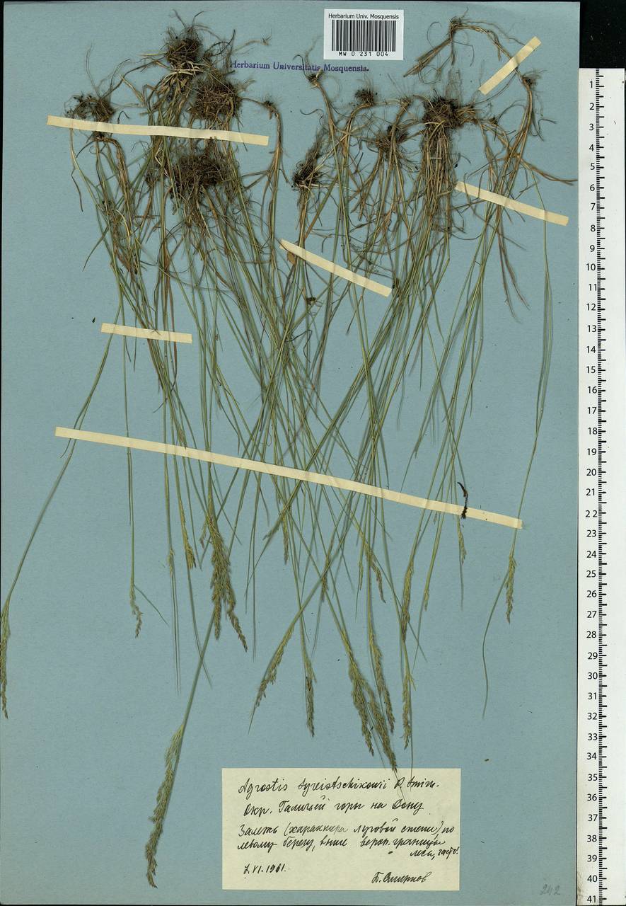 Agrostis vinealis Schreb., Eastern Europe, Central forest-and-steppe region (E6) (Russia)