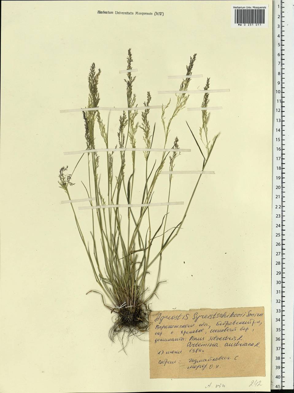 Agrostis vinealis Schreb., Eastern Europe, Central forest-and-steppe region (E6) (Russia)
