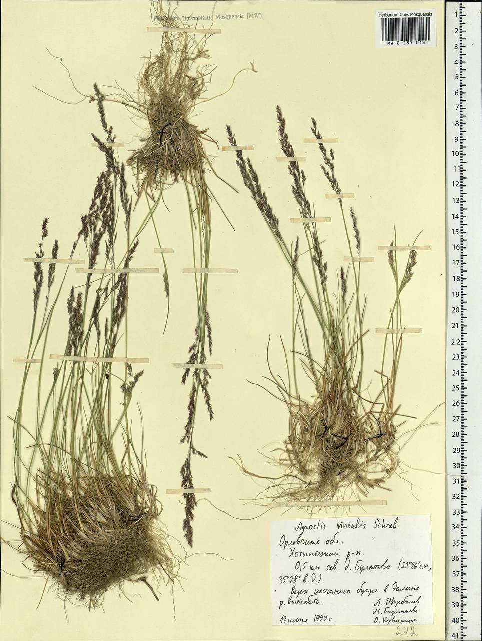 Agrostis vinealis Schreb., Eastern Europe, Central forest-and-steppe region (E6) (Russia)