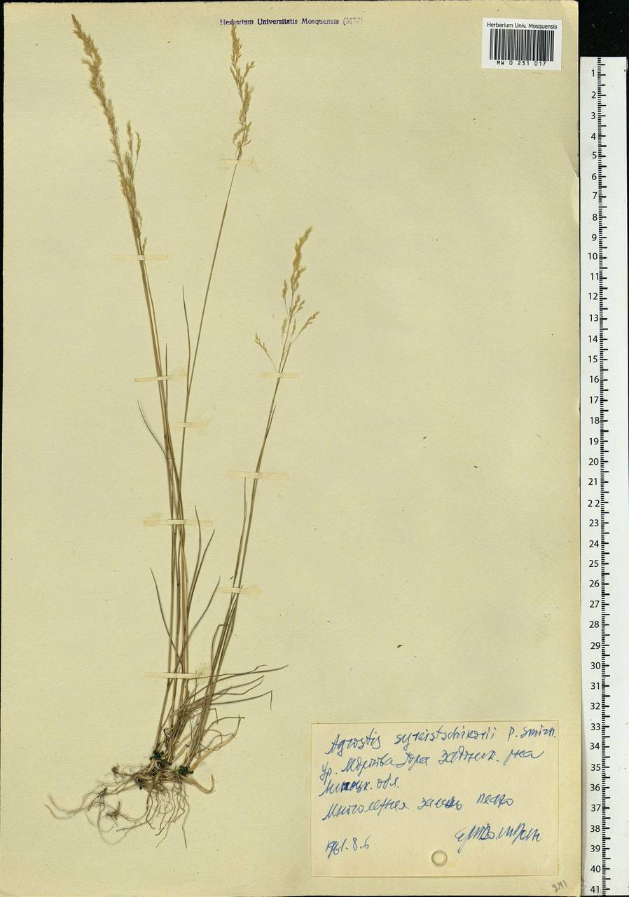 Agrostis vinealis Schreb., Eastern Europe, Central forest-and-steppe region (E6) (Russia)