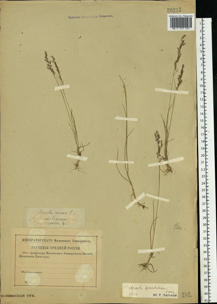 Agrostis vinealis Schreb., Eastern Europe, Middle Volga region (E8) (Russia)