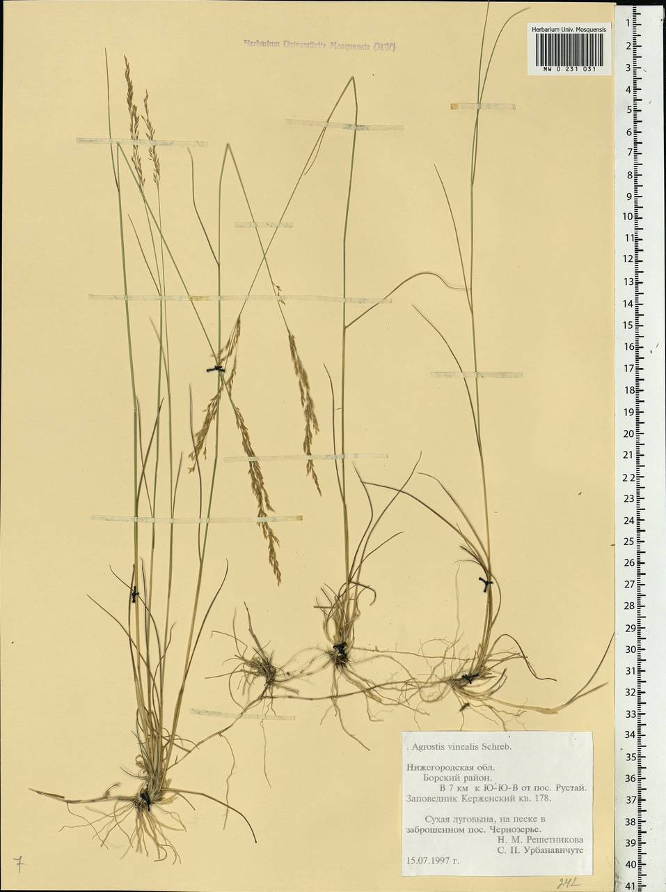 Agrostis vinealis Schreb., Eastern Europe, Volga-Kama region (E7) (Russia)