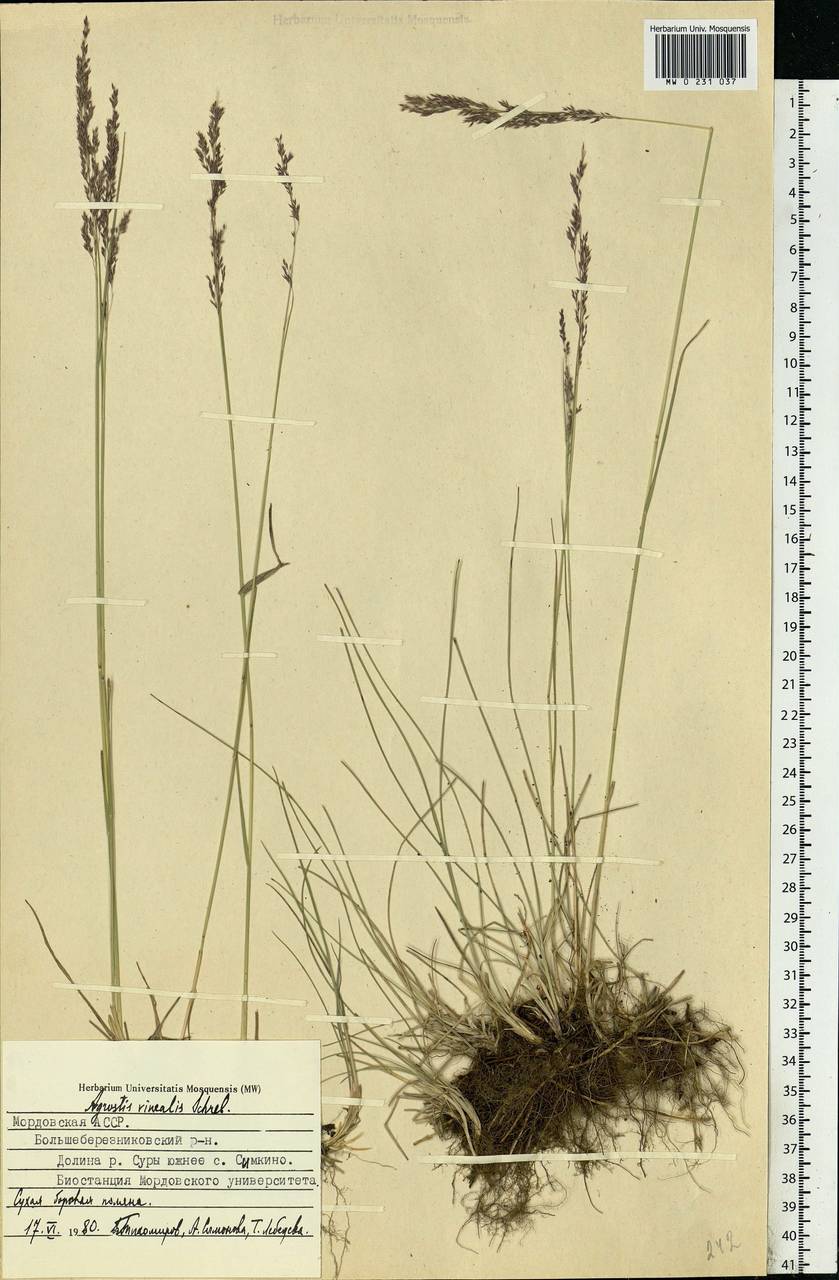 Agrostis vinealis Schreb., Eastern Europe, Middle Volga region (E8) (Russia)