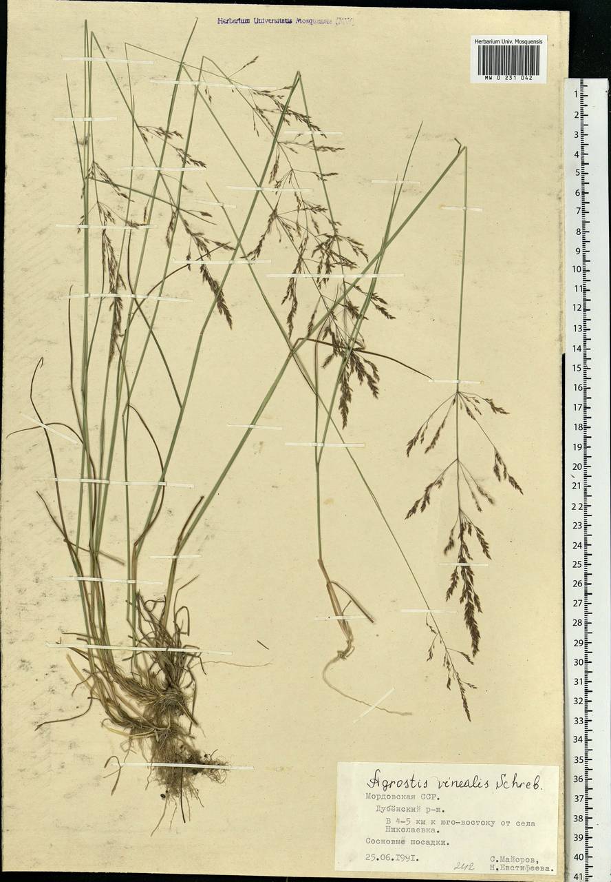 Agrostis vinealis Schreb., Eastern Europe, Middle Volga region (E8) (Russia)