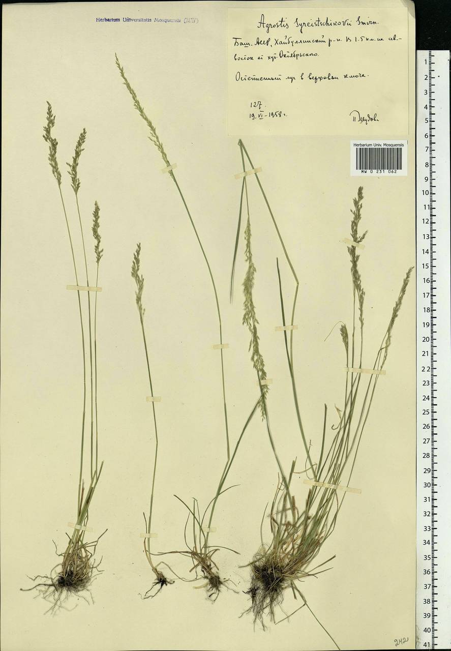 Agrostis vinealis Schreb., Eastern Europe, Eastern region (E10) (Russia)