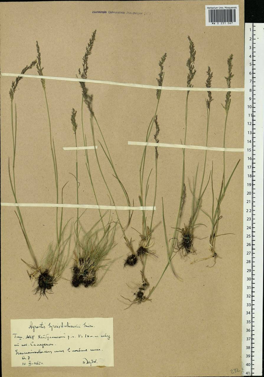 Agrostis vinealis Schreb., Eastern Europe, Eastern region (E10) (Russia)