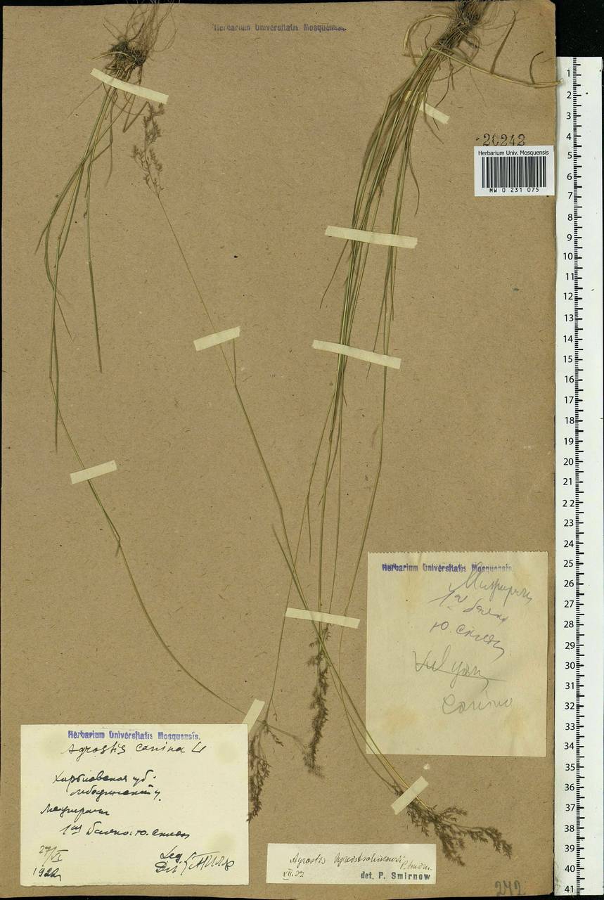 Agrostis vinealis Schreb., Eastern Europe, North Ukrainian region (E11) (Ukraine)