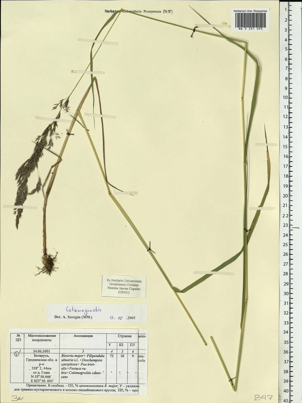 Calamagrostis, Eastern Europe, Belarus (E3a) (Belarus)