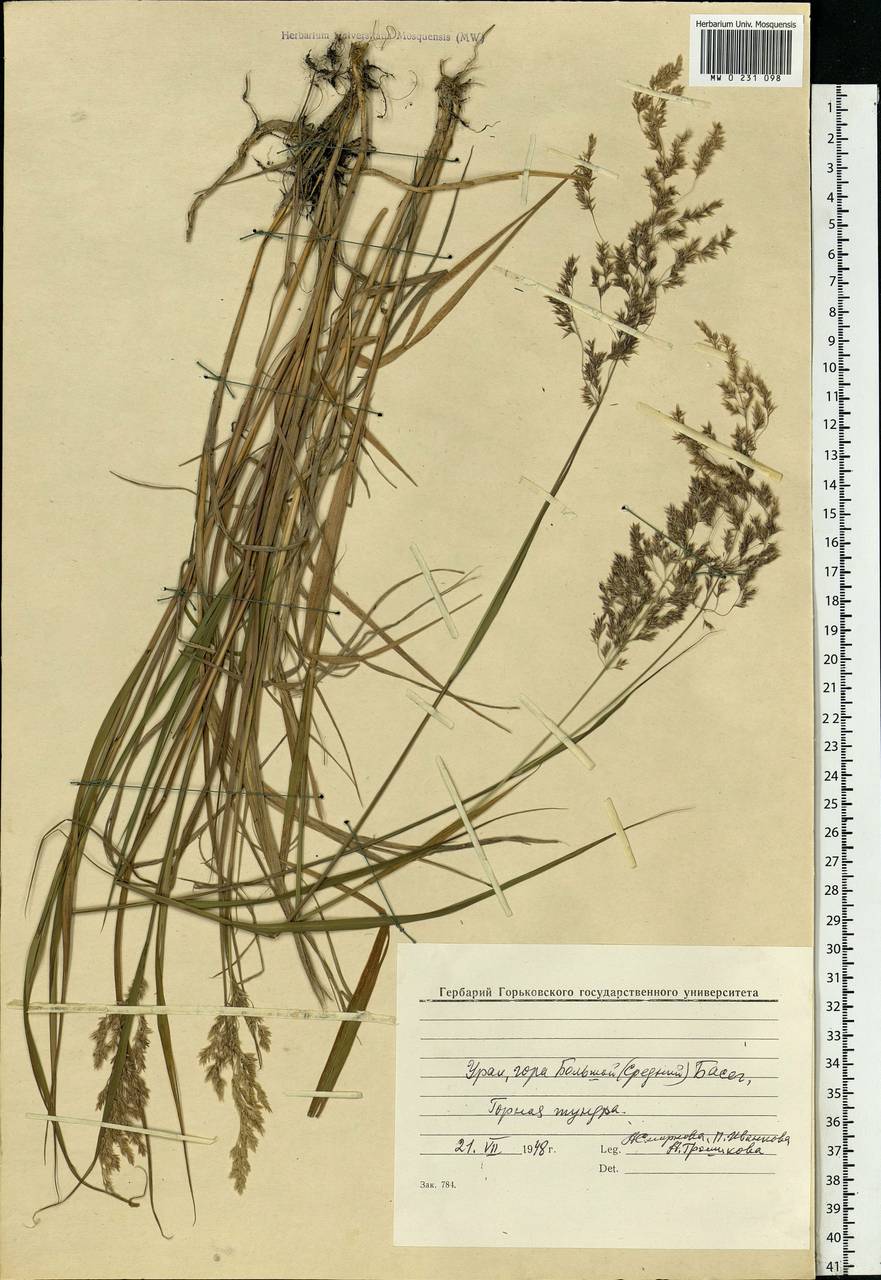 Calamagrostis, Eastern Europe, Eastern region (E10) (Russia)