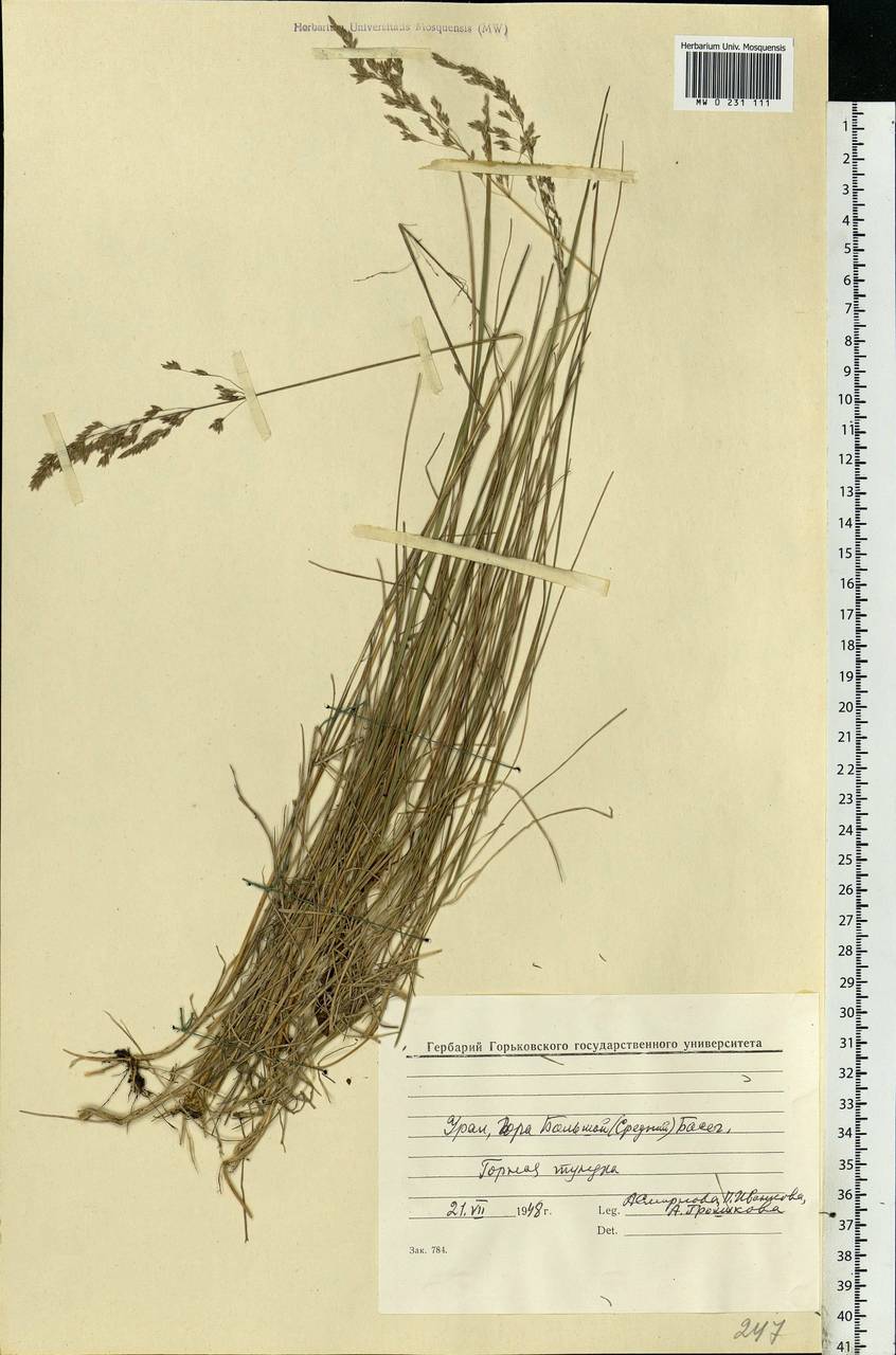 Calamagrostis, Eastern Europe, Eastern region (E10) (Russia)