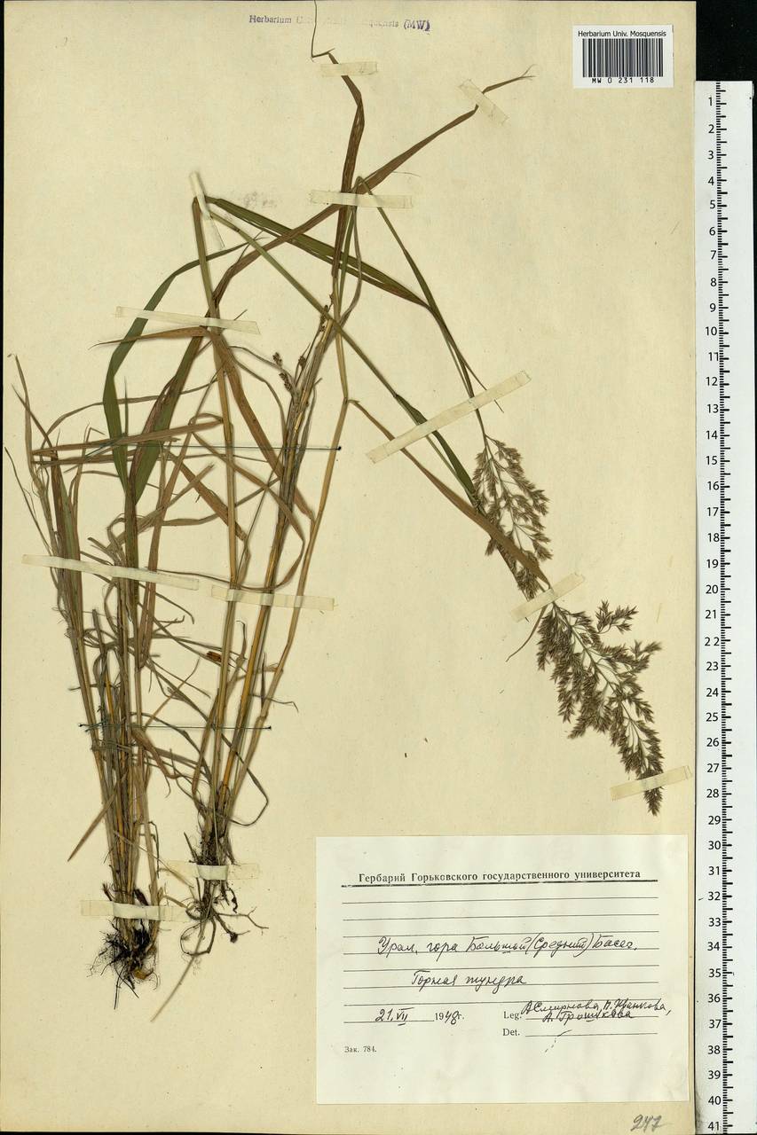 Calamagrostis, Eastern Europe, Eastern region (E10) (Russia)