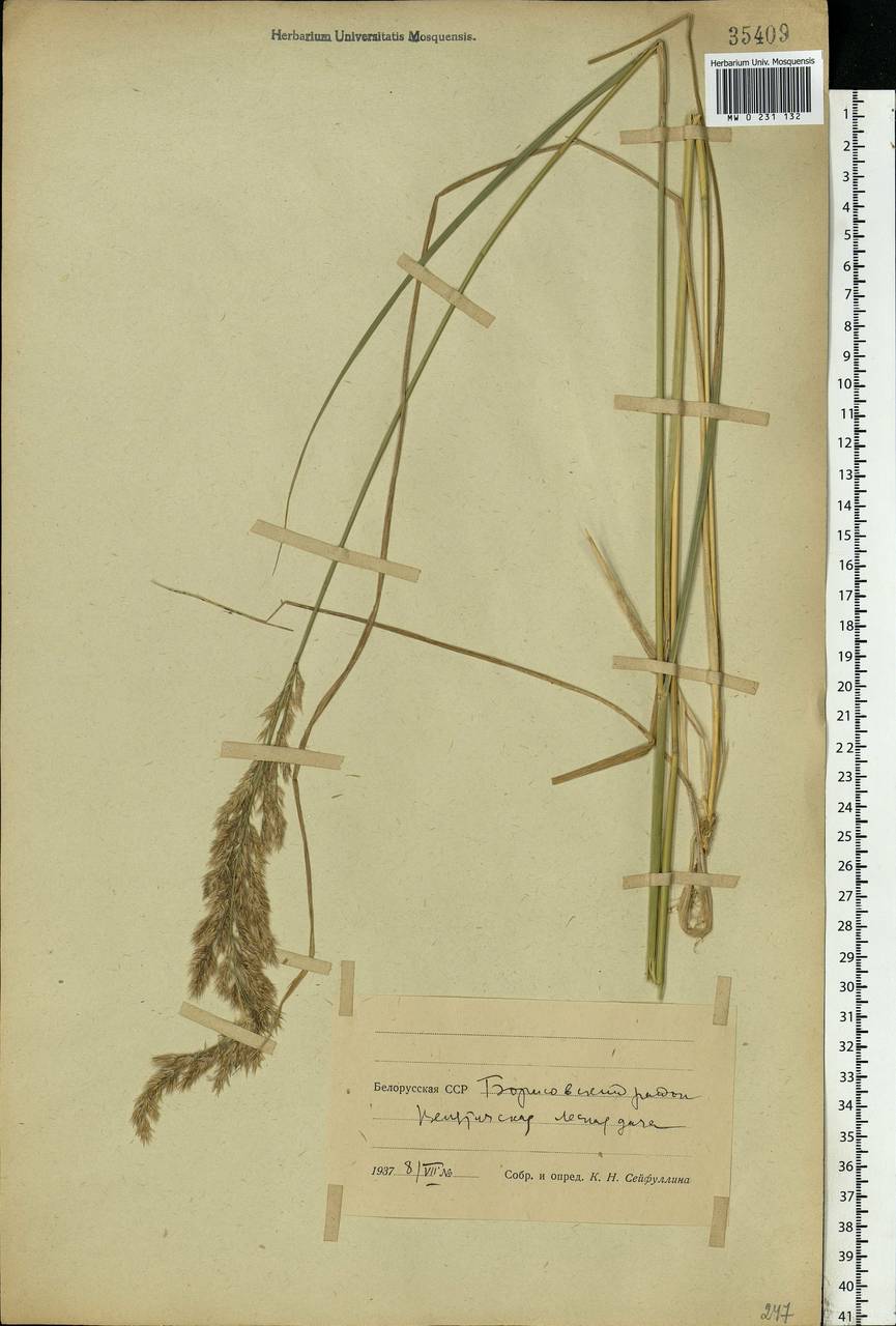Calamagrostis, Eastern Europe, Belarus (E3a) (Belarus)