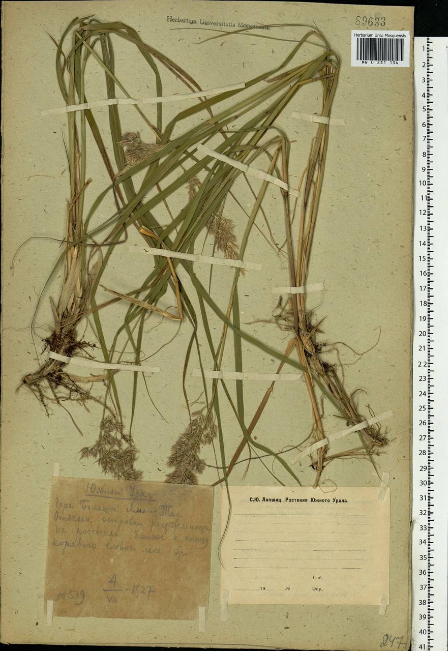 Calamagrostis, Eastern Europe, Eastern region (E10) (Russia)