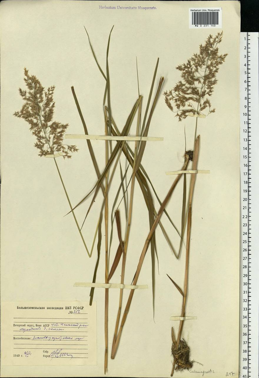 Calamagrostis, Eastern Europe, Northern region (E1) (Russia)