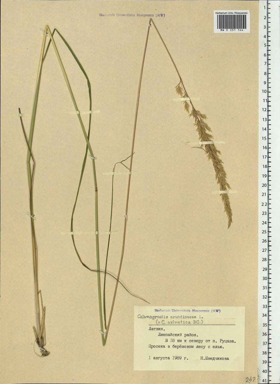 Calamagrostis arundinacea (L.) Roth, Eastern Europe, Latvia (E2b) (Latvia)