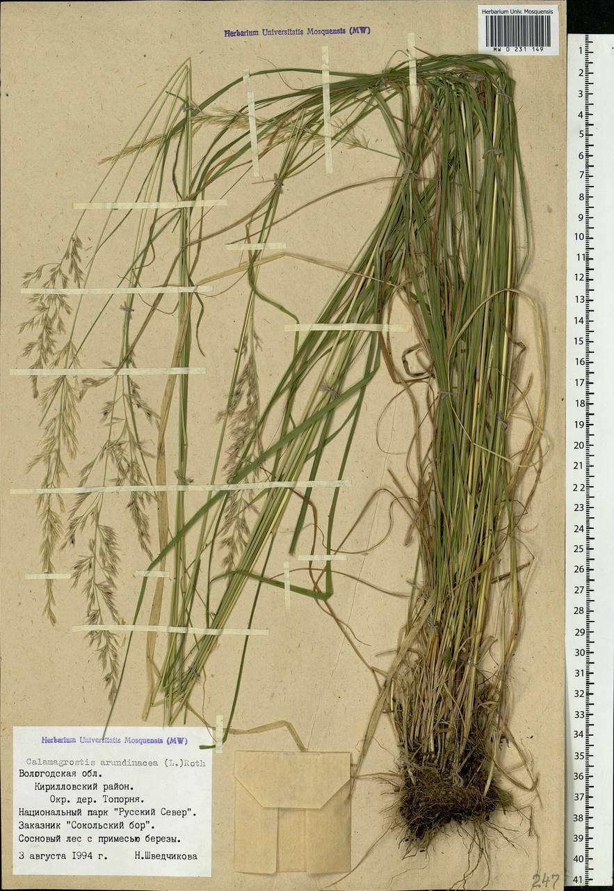 Calamagrostis arundinacea (L.) Roth, Eastern Europe, Northern region (E1) (Russia)