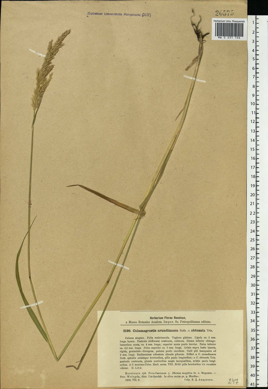 Calamagrostis arundinacea (L.) Roth, Eastern Europe, Northern region (E1) (Russia)