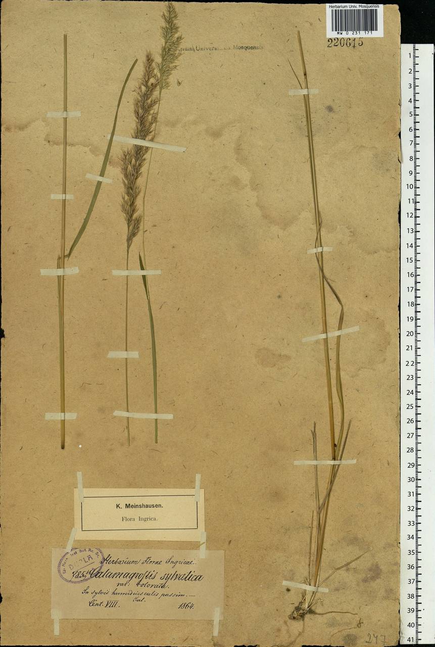Calamagrostis arundinacea (L.) Roth, Eastern Europe, North-Western region (E2) (Russia)
