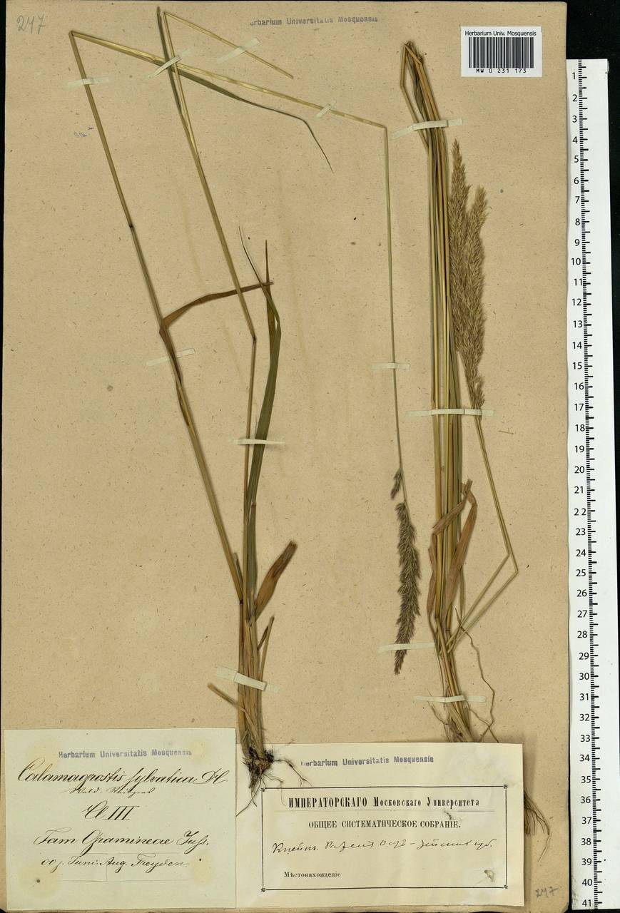 Calamagrostis arundinacea (L.) Roth, Eastern Europe, Latvia (E2b) (Latvia)