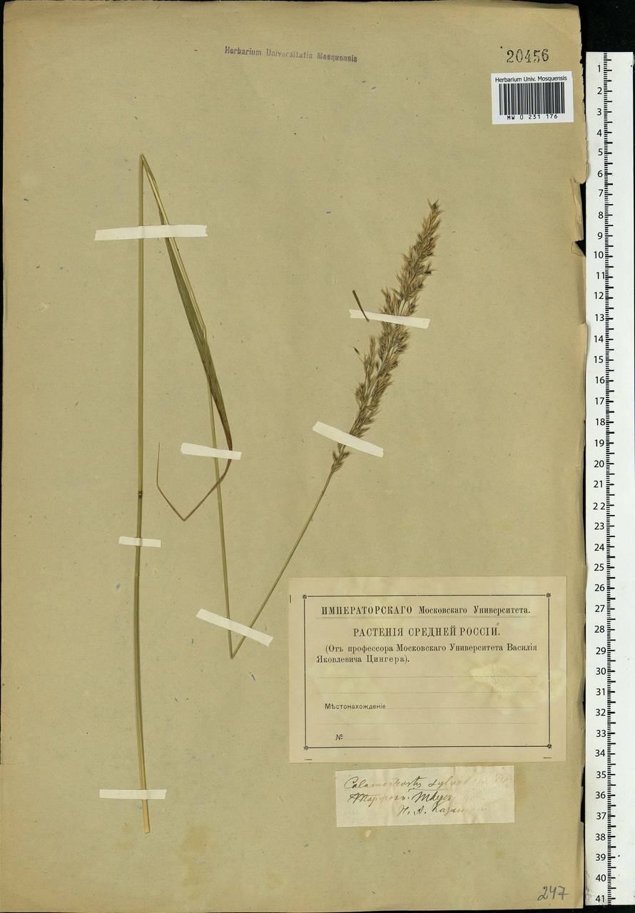 Calamagrostis arundinacea (L.) Roth, Eastern Europe, North-Western region (E2) (Russia)