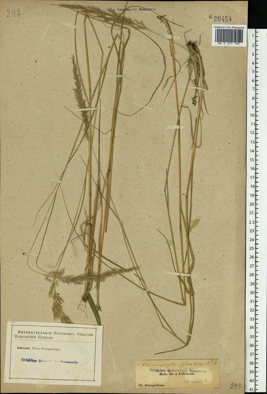 Calamagrostis arundinacea (L.) Roth, Eastern Europe, North-Western region (E2) (Russia)