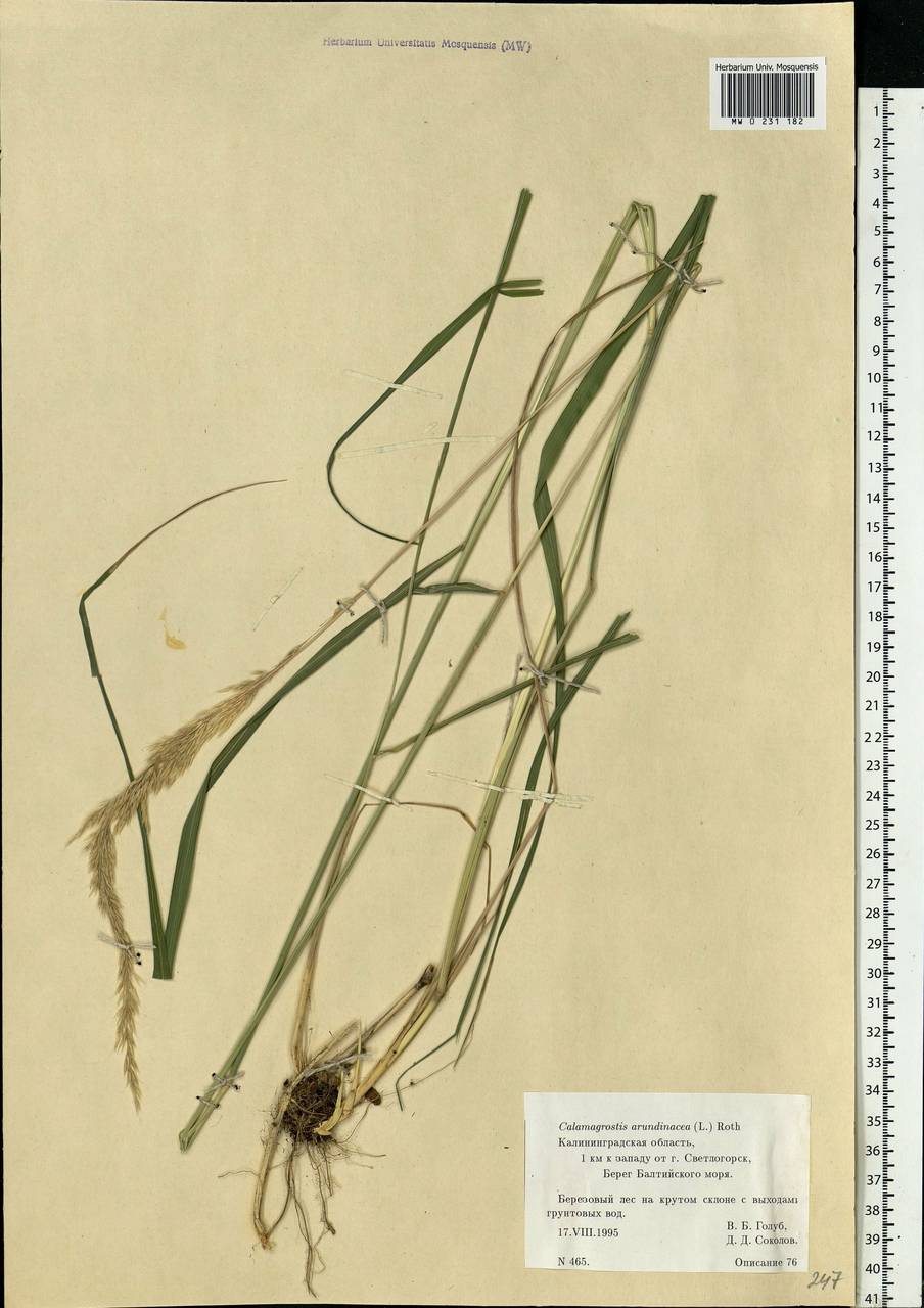 Calamagrostis arundinacea (L.) Roth, Eastern Europe, North-Western region (E2) (Russia)