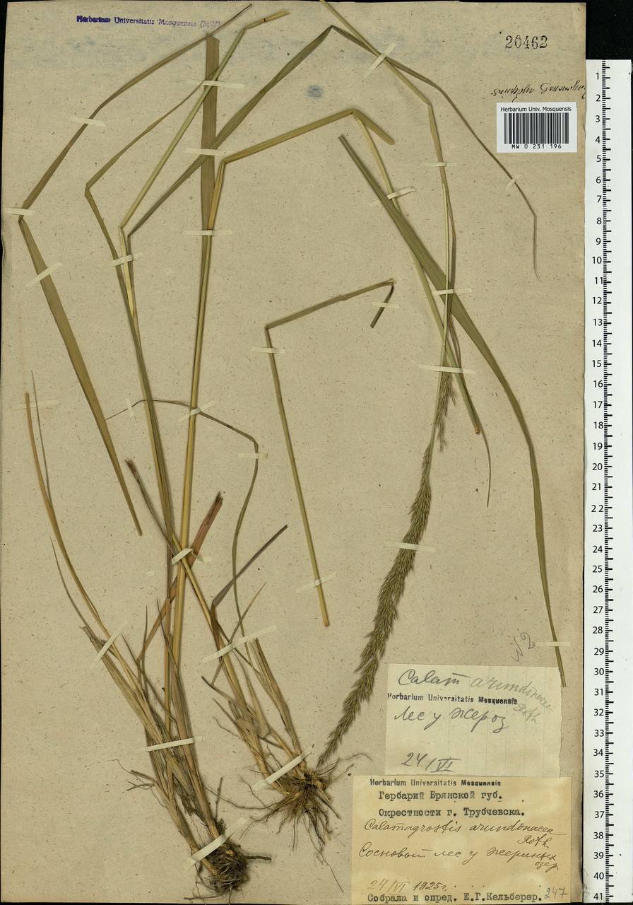 Calamagrostis arundinacea (L.) Roth, Eastern Europe, Western region (E3) (Russia)