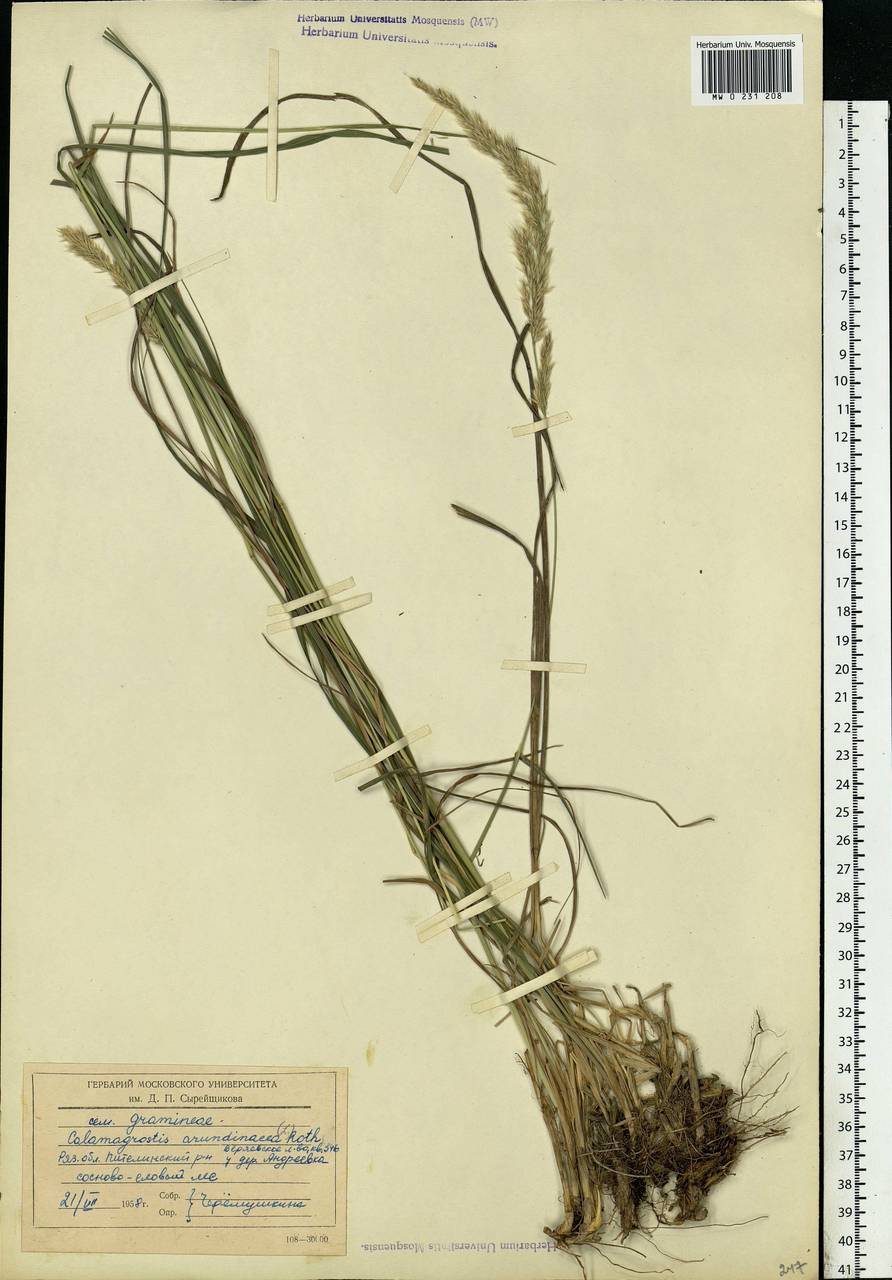 Calamagrostis arundinacea (L.) Roth, Eastern Europe, Central region (E4) (Russia)